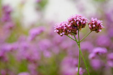 Verbena color purple flower and copy space