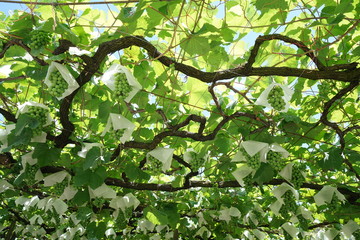 Yamanashi,Japan-June 30, 2018: Grapes hanging from Grape Trellis early in the summer