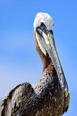 Pelican
