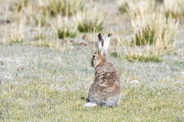 Fauna of Tibet. Tibetan curly hare  (Lepus oiostolus) on the shore of lake Manasarovar