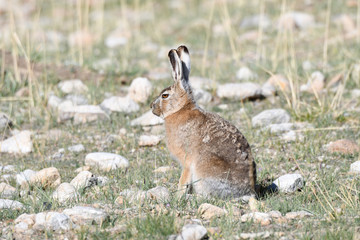 Fauna of Tibet. Tibetan curly hare  (Lepus oiostolus) on the shore of lake Manasarovar