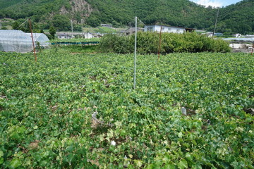 Yamanashi,Japan-June 30, 2018: Grapes hanging from Grape Trellis early in the summer