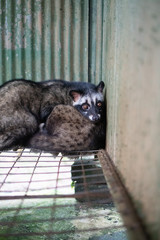 Asian palm civet kept in cage on the coffee plantation