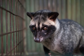Asian palm civet kept in cage on the coffee plantation