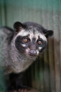Asian palm civet kept in cage on the coffee plantation