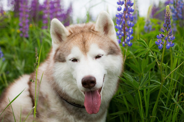 Portrait of cute beige dog breed siberian husky with tonque hanging out sitting in lupin flowers