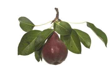 pear isolated on white background