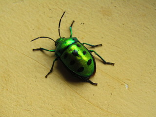 Green beetle bug