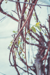 Branches of grape in the vineyard. Selective focus. Shallow depth of field.