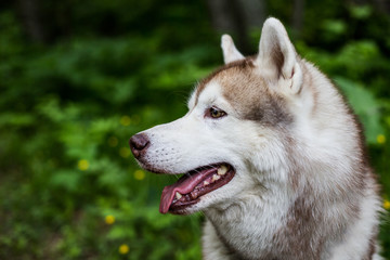 Profile portrait of beautiful beige dog breed siberian husky with tonque hanging out in the green grass