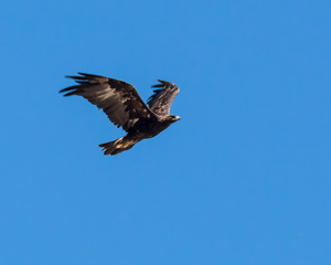 Golden Eagle in Flight