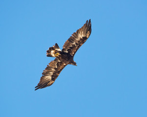 Fototapeta na wymiar Golden Eagle flying above