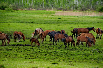 Russia. The South Of Western Siberia. Free pastures in the valleys of the Altai Mountains