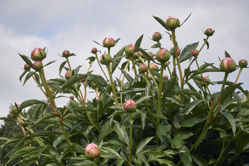 Buds of beautiful peony flowers preparing to blossom with a cloudy sky as a background