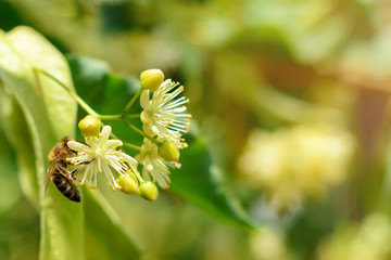 Honey bee on the blossoming linden flowers at sunny day in garden. Plant decay with insects.