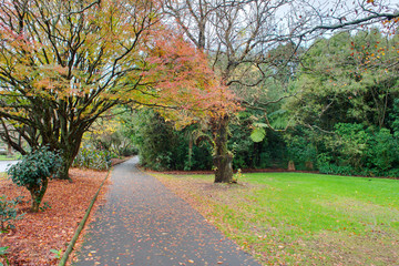 Autumn foliage in a park in new zealand