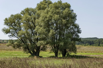 Landscape of summer nature with green glade, flower, forest and big White willow or Salix alba tree, Sredna Gora mountain,  Ihtiman, Bulgaria  © vili45