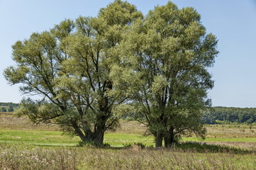Landscape of summer nature with green glade, flower, forest and big White willow or Salix alba tree, Sredna Gora mountain,  Ihtiman, Bulgaria  © vili45