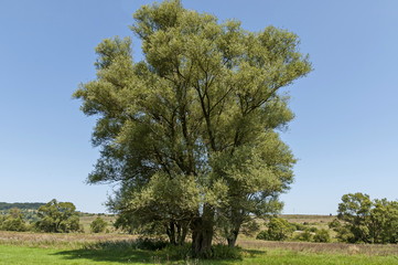 Landscape of summer nature with green glade, flower, forest and big White willow or Salix alba tree, Sredna Gora mountain,  Ihtiman, Bulgaria  © vili45