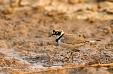 Little Ringed Plover (Charadrius dubius Scopoli ) on river