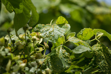 Fototapeta na wymiar Disease Green leaf of teak tree