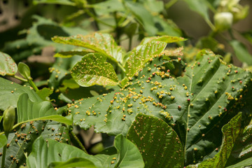 Disease Green leaf of teak tree