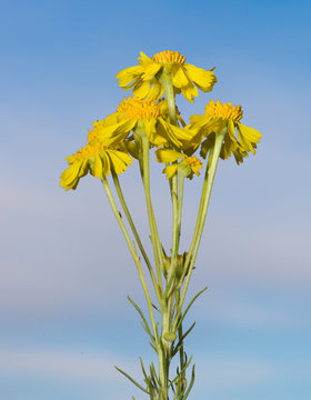 pingue rubberweed bright yellow flowers