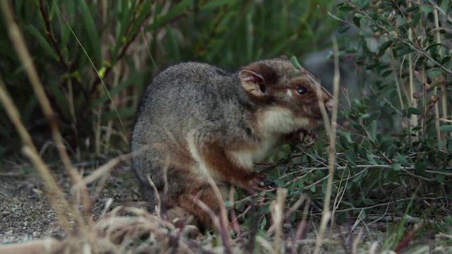 Cute Common Ringtail Possum eats leaves from a plant in the forest in rural Australia