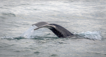 Obraz premium Whale Tail