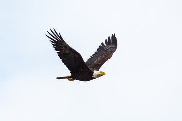 Fourth of July Bald Eagle