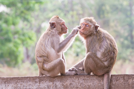 Monkeys checking for fleas and ticks in the park