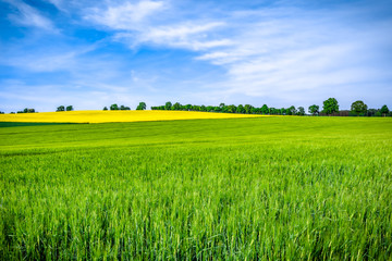 Grass field, green farm fields and sky, scenic landscape