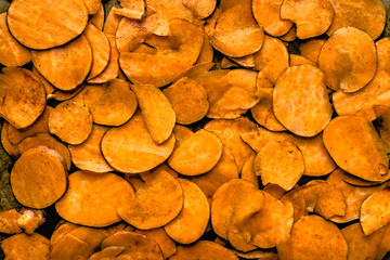Preparing of sweet potato chips, sliced potatoes ready for frying, food background, orange texture