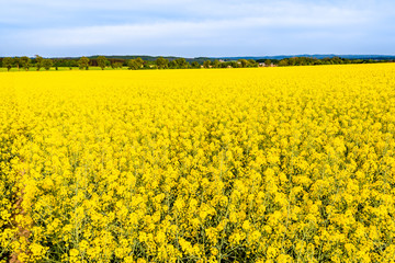 Obraz premium Rapeseed field, yellow flowers of rape, farm fields and sky, scenic landscape