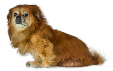Pekines Old Dog  Sad Orange
