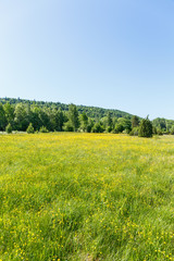 Flowering Buttercups flowers on a meadow