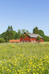 Fototapeta na wymiar Barn with a flowering meadow in the summer