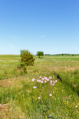 Wild Columbine flowers in a country landscape view