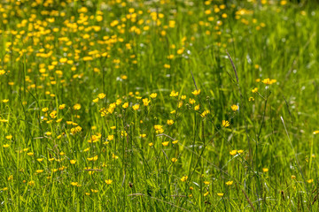 Flowering summer meadow with beautiful buttercups flowers