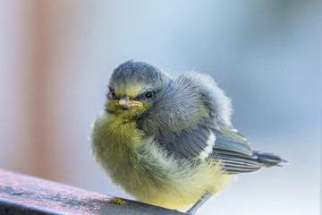 Fototapeta premium Close up at a young Blue tit bird