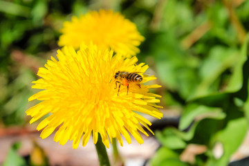 A bee on dandelion