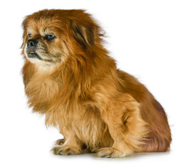 Pekines Old Dog  Sad Orange