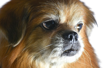 Pekines Old Dog  Sad Orange