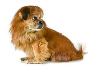 Pekines Old Dog  Sad Orange