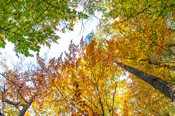 Autumn trees in the forest, view from below