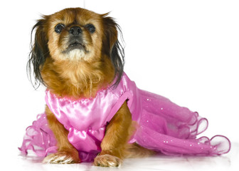 Pekines Old Sad Princess Pink  Dog