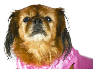 Pekines Old Sad Princess Pink  Dog