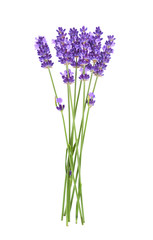 Lavender flowers isolated on white background. 