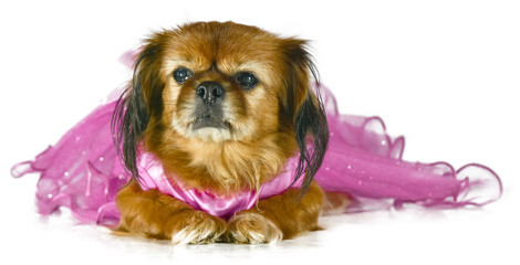 Pekines Old Sad Princess Pink  Dog