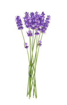 Fototapeta Lavender flowers isolated on white background. 